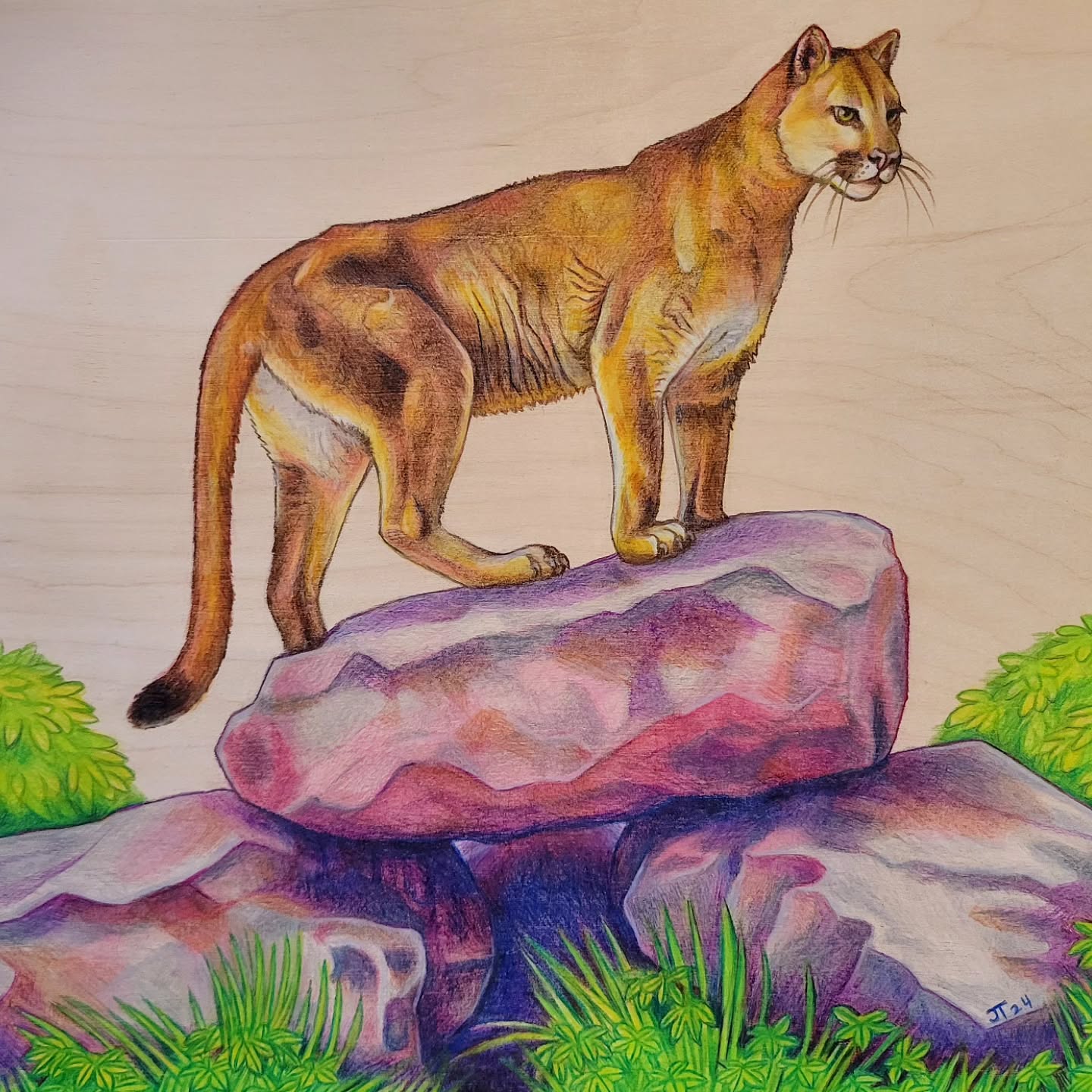 Colored pencil illustration of a mountain lion standing atop a rock